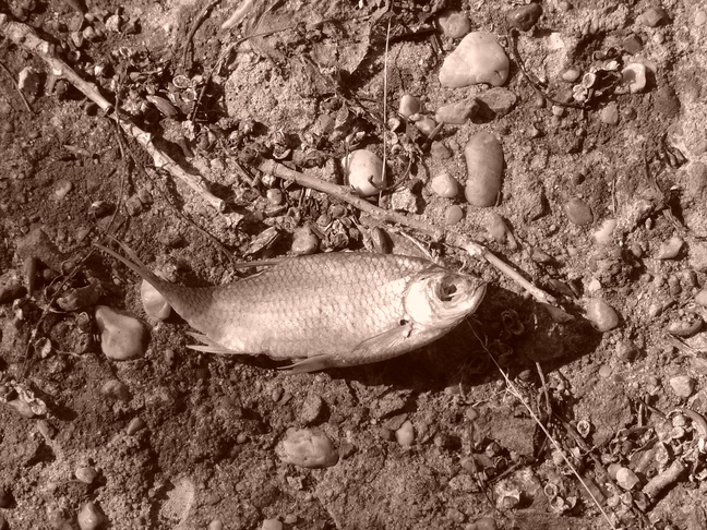Dead Fish